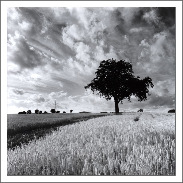 Tree and clouds 2