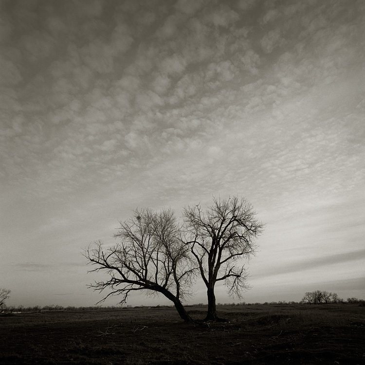 Tree and Clouds
