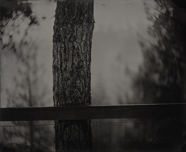 Tree and Fence