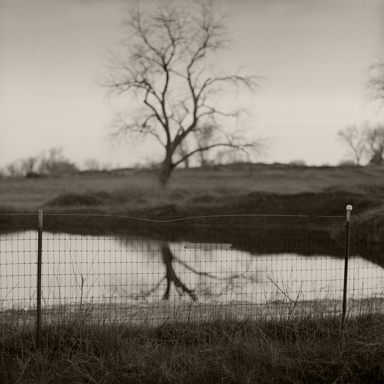 Tree And Fence