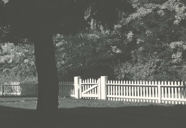 Tree and Fence