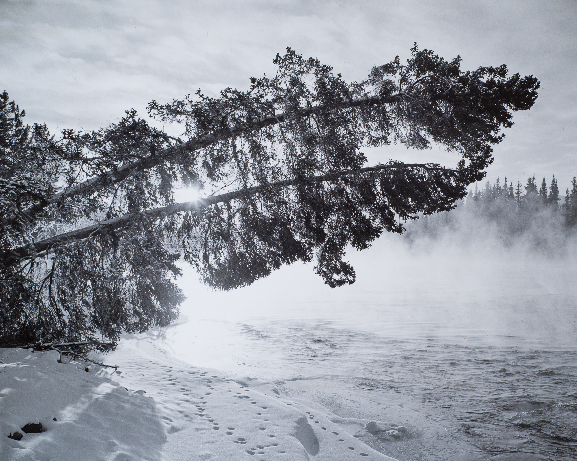 Tree and Ice Fog, Yukon River