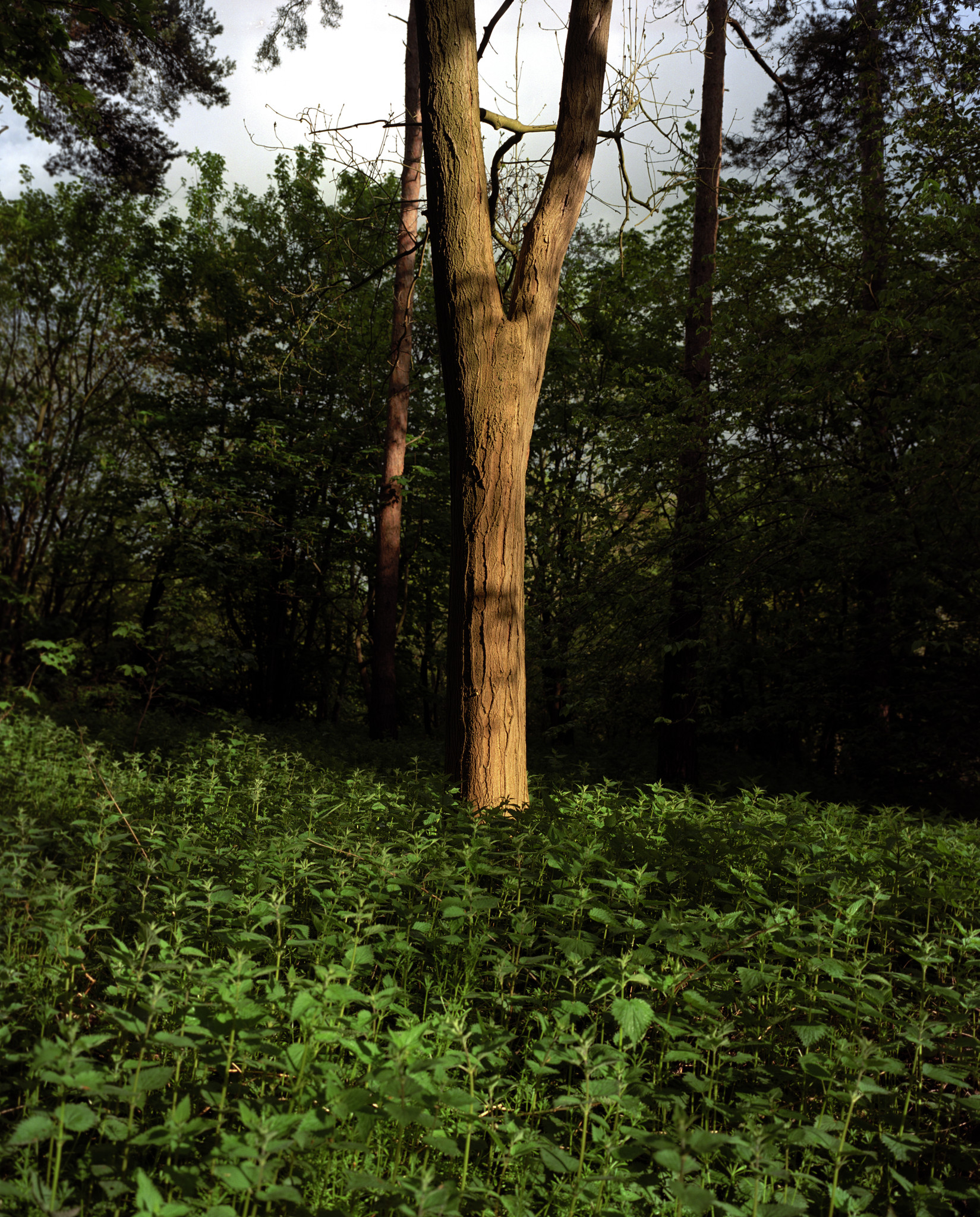 Tree and nettles