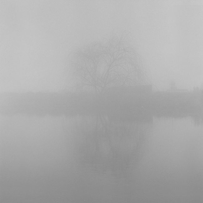 Tree and Pond