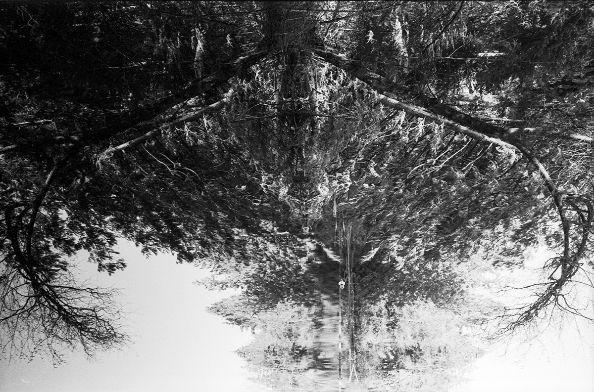 Tree and reflection