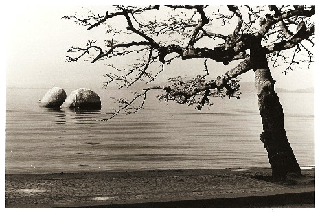 Tree and rocks