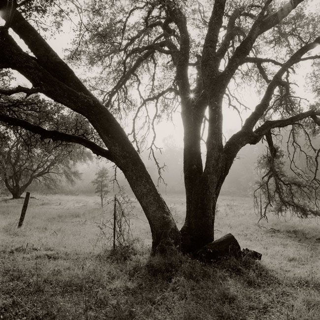 Tree and Sunlight