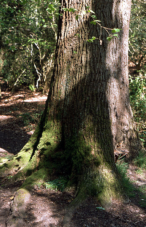 Tree at Borthwood
