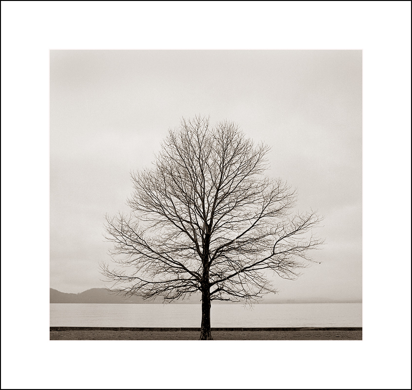 Tree at Croton Point
