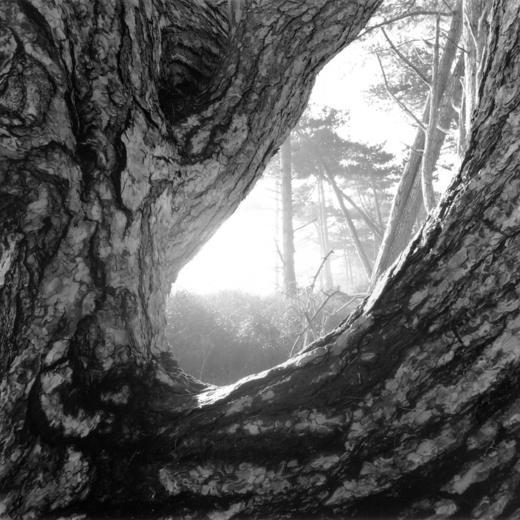 Tree at Holkham, Norfolk, UK.
