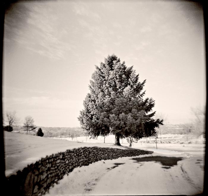 tree at vcem