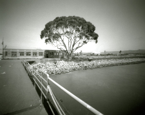 Tree, Bay Trail