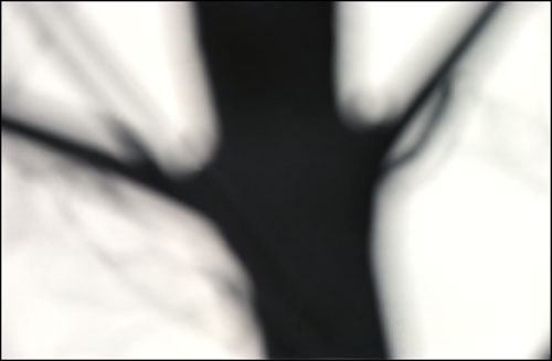 Tree Blur #3