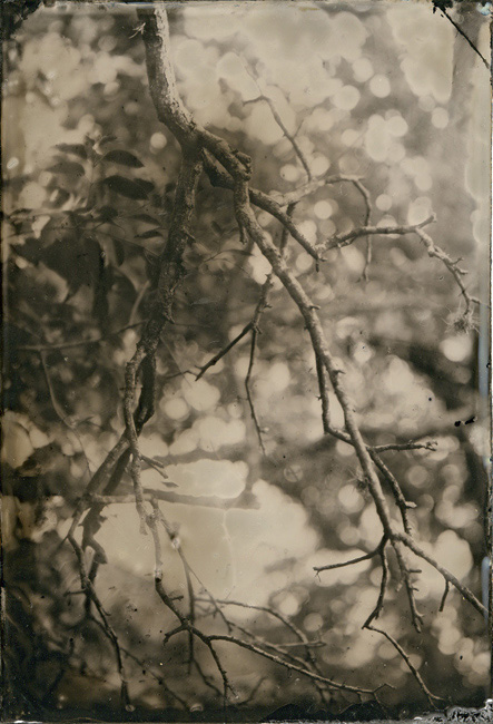 tree branch