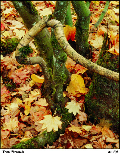 TREE BRANCH