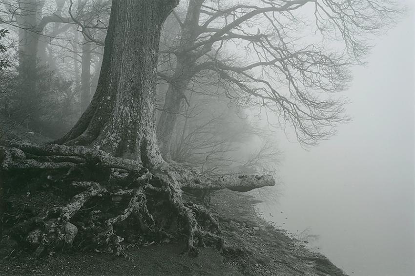Tree by Lake Derwent.