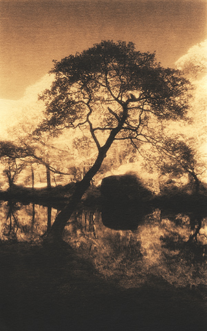 Tree by the River Derwent