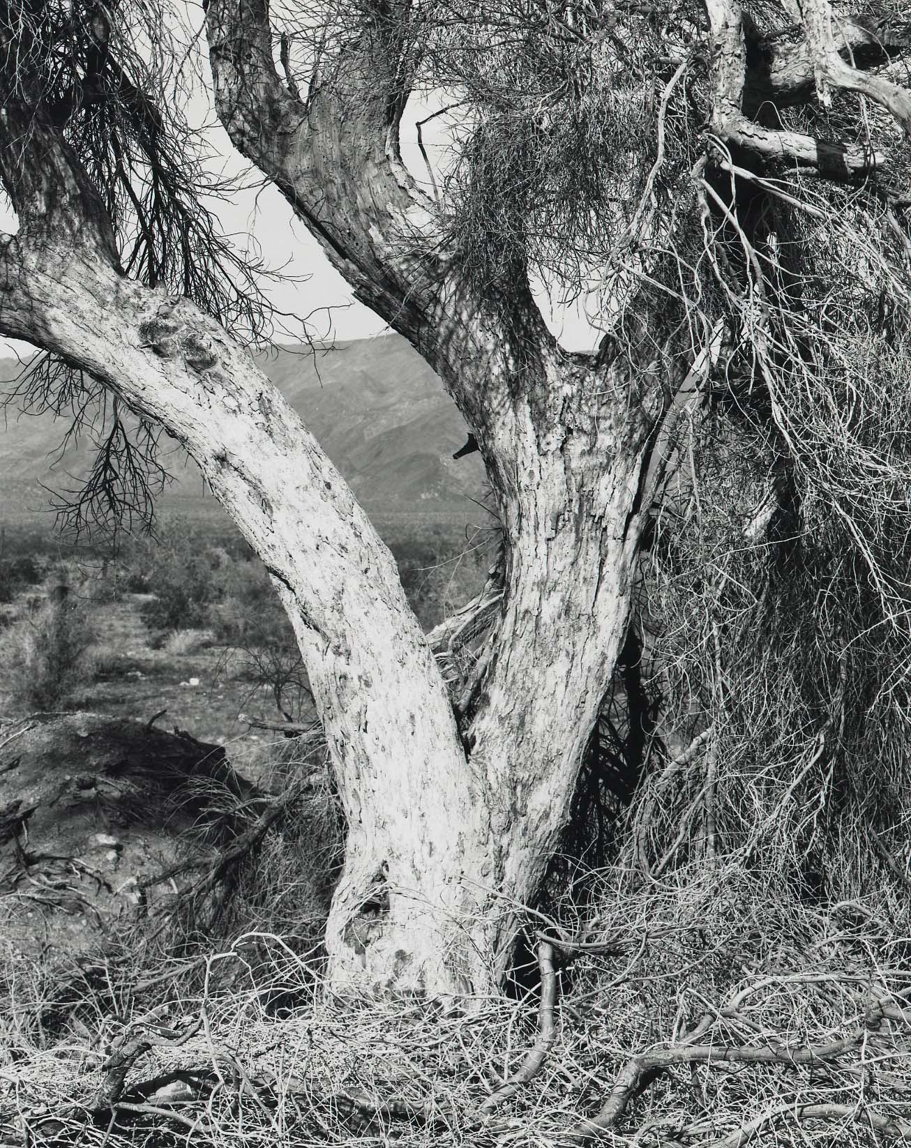 Tree, California Desert
