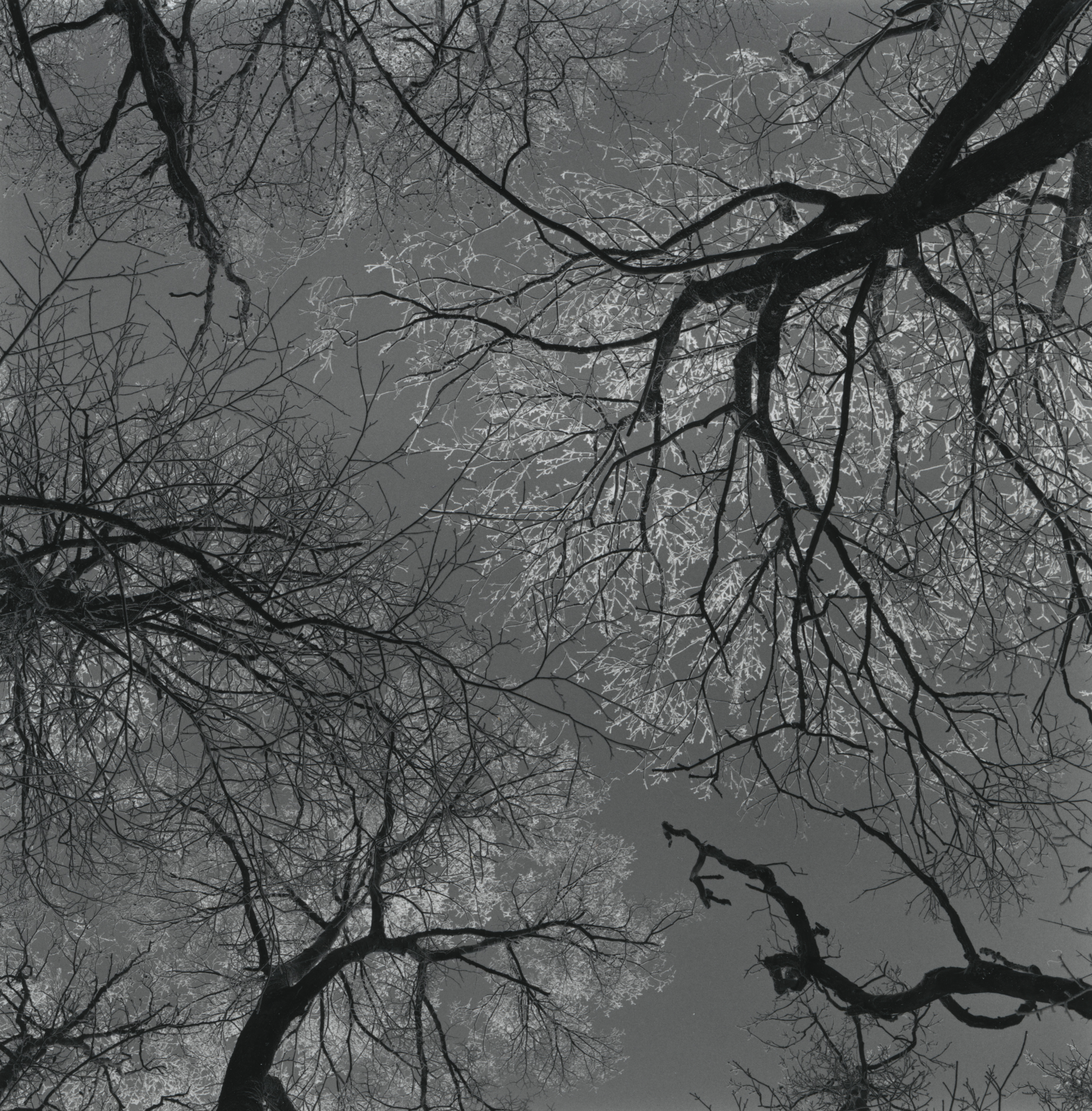 Tree canopy with rime