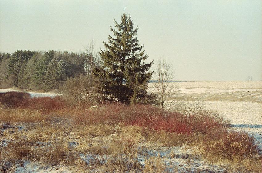 Tree close