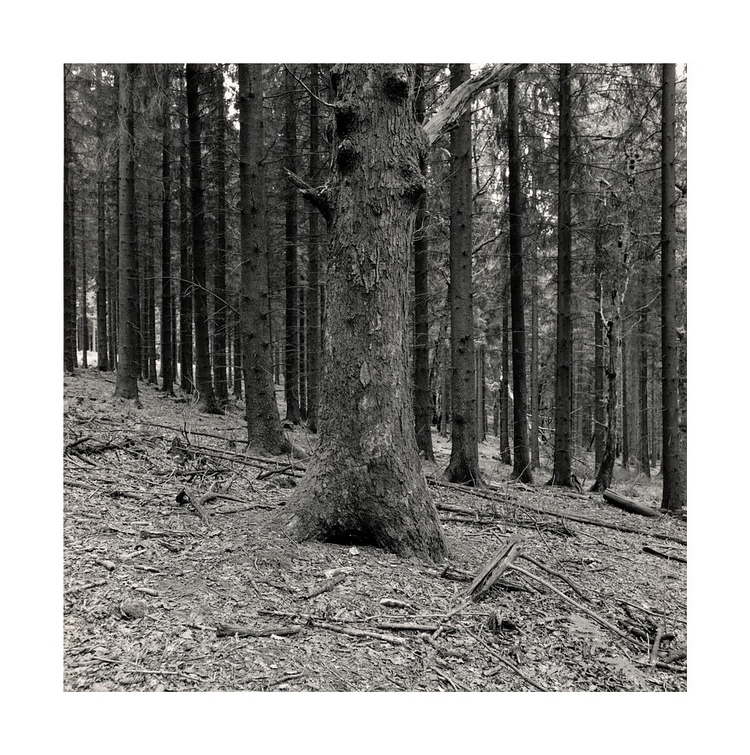 Tree composition pt.1