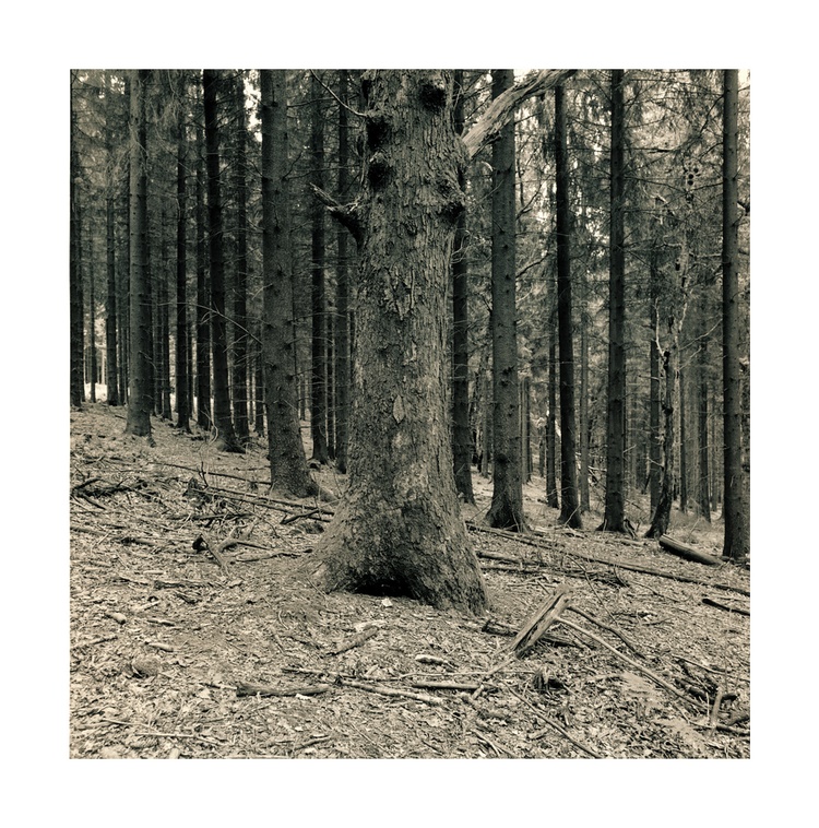 tree composition pt.2