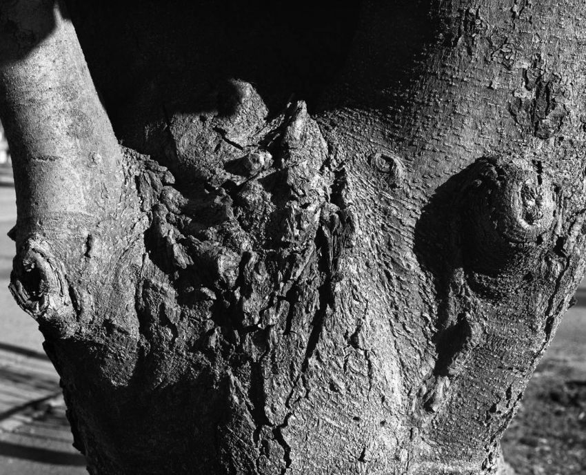 Tree Detail