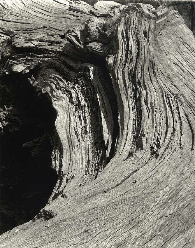 Tree Detail