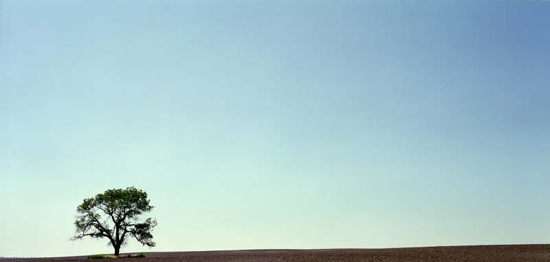 Tree & Dirt