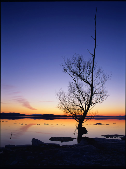 Tree: Dusk Winter 2006
