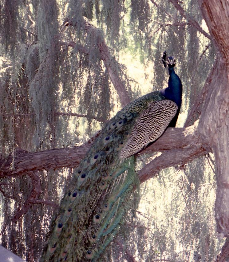 Tree-ed bird