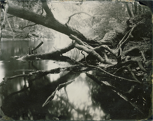 "Tree fall, Assabet river"