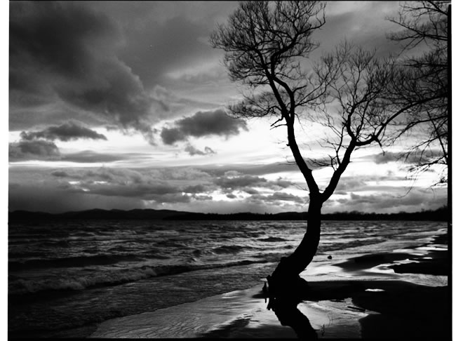 Tree: Fall Dusk 2005