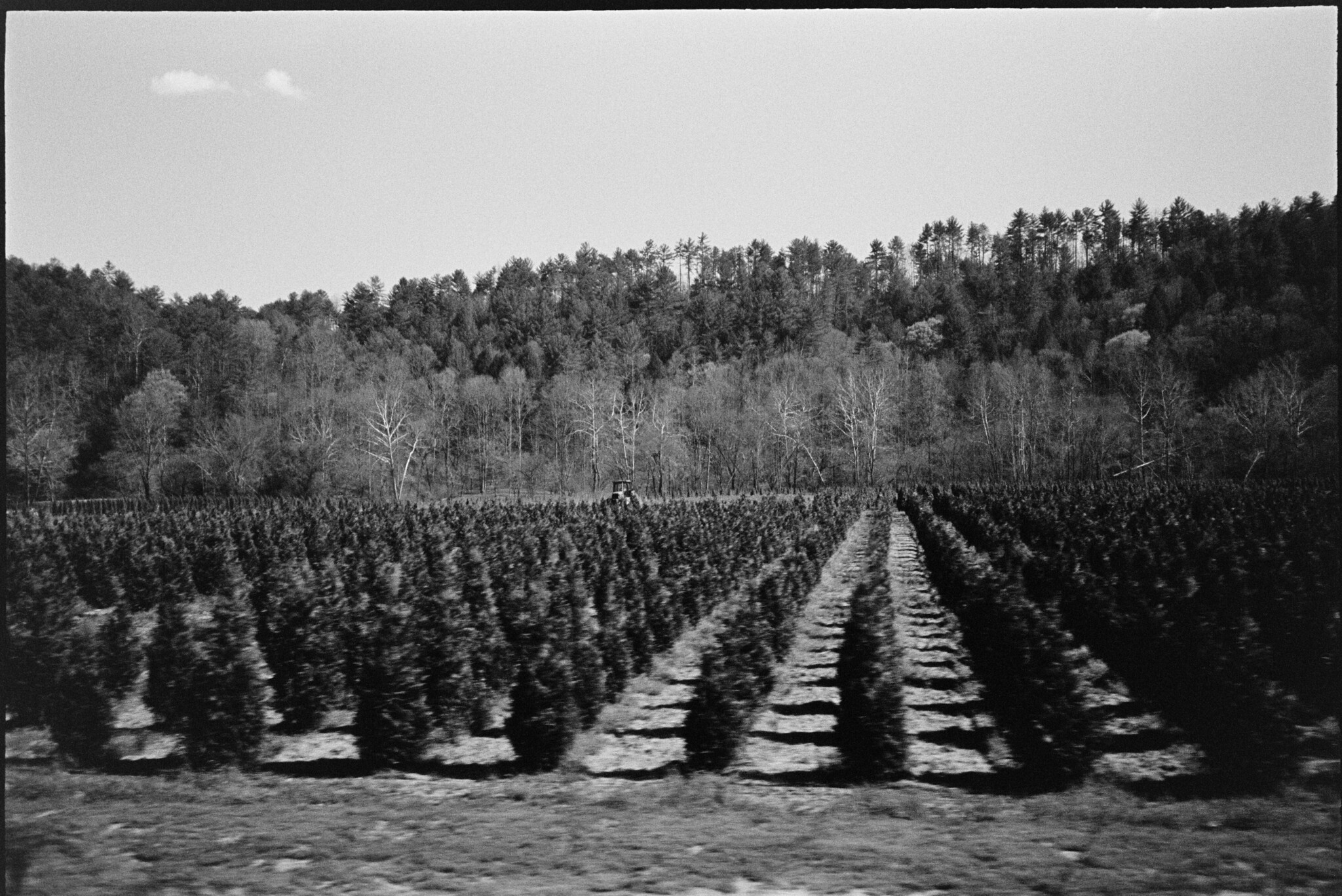 Tree Farm
