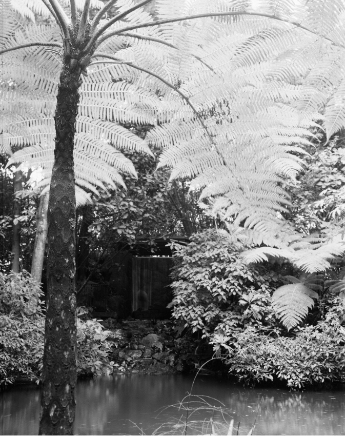 Tree fern, Botanical Garden