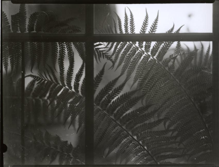 Tree Fern In Window
