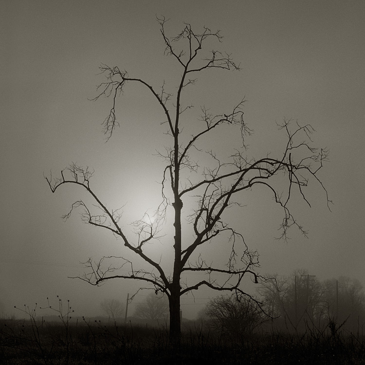 Tree, Fog and Sun