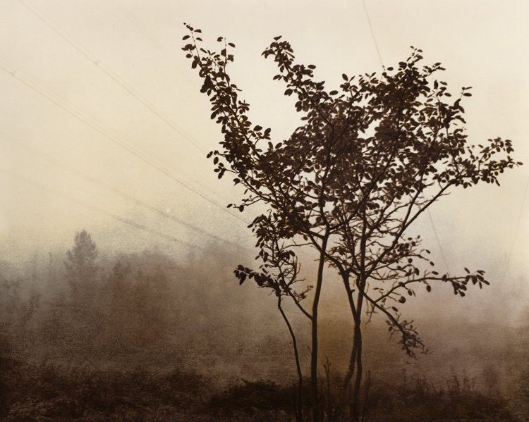 Tree, Fog, Powerlines