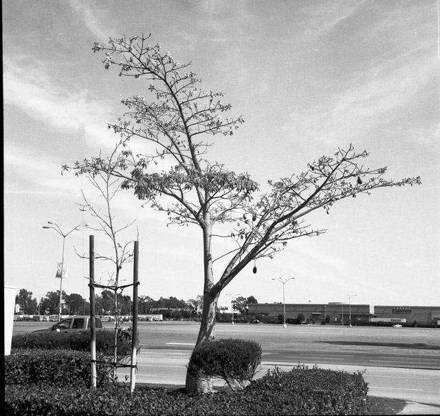 tree fruit