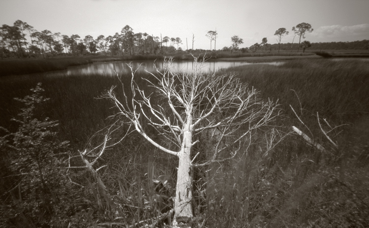 tree grass pond