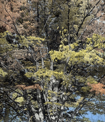 Tree (hand-colored)