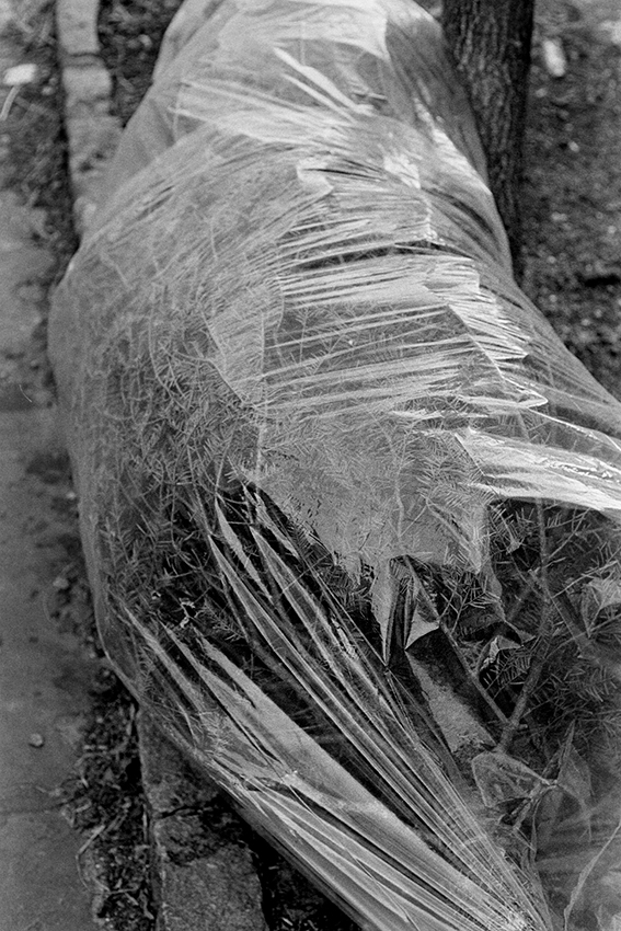 Tree in Bag