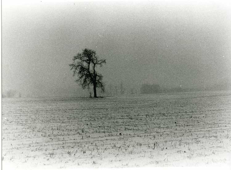 Tree in Blizzard Horiz