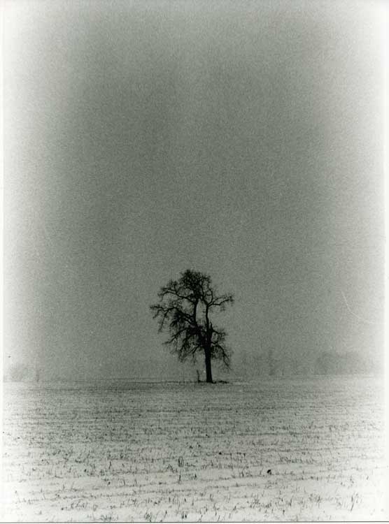 Tree in Blizzard Vert