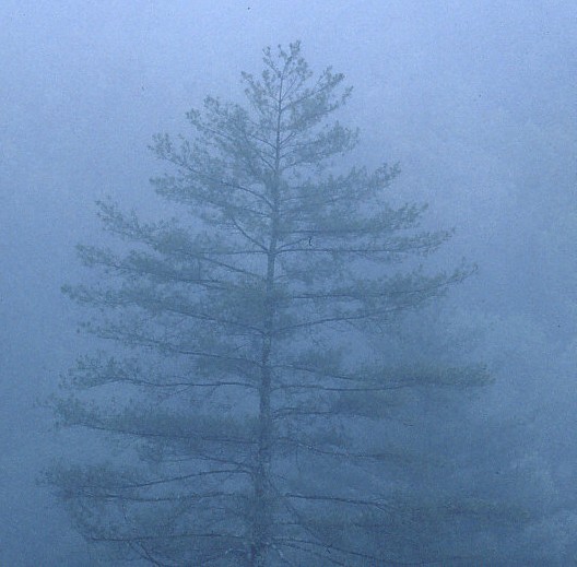 Tree in Fog