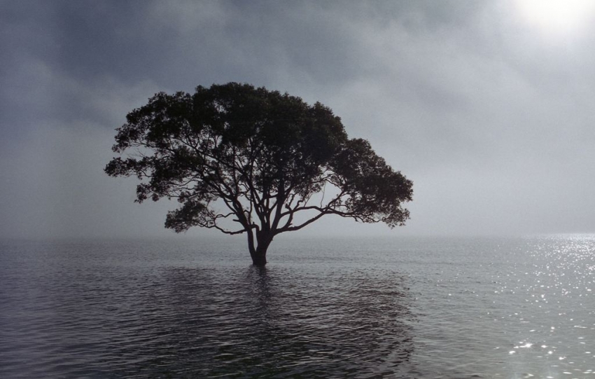 Tree In Fog
