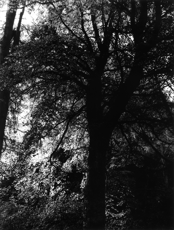 Tree in shade
