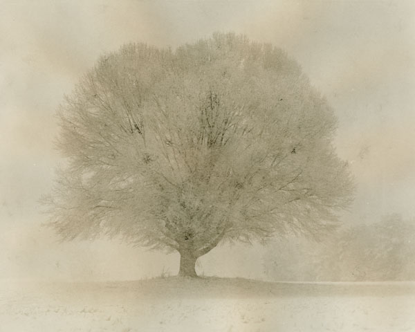 Tree-in-snow-storm-2010 Web