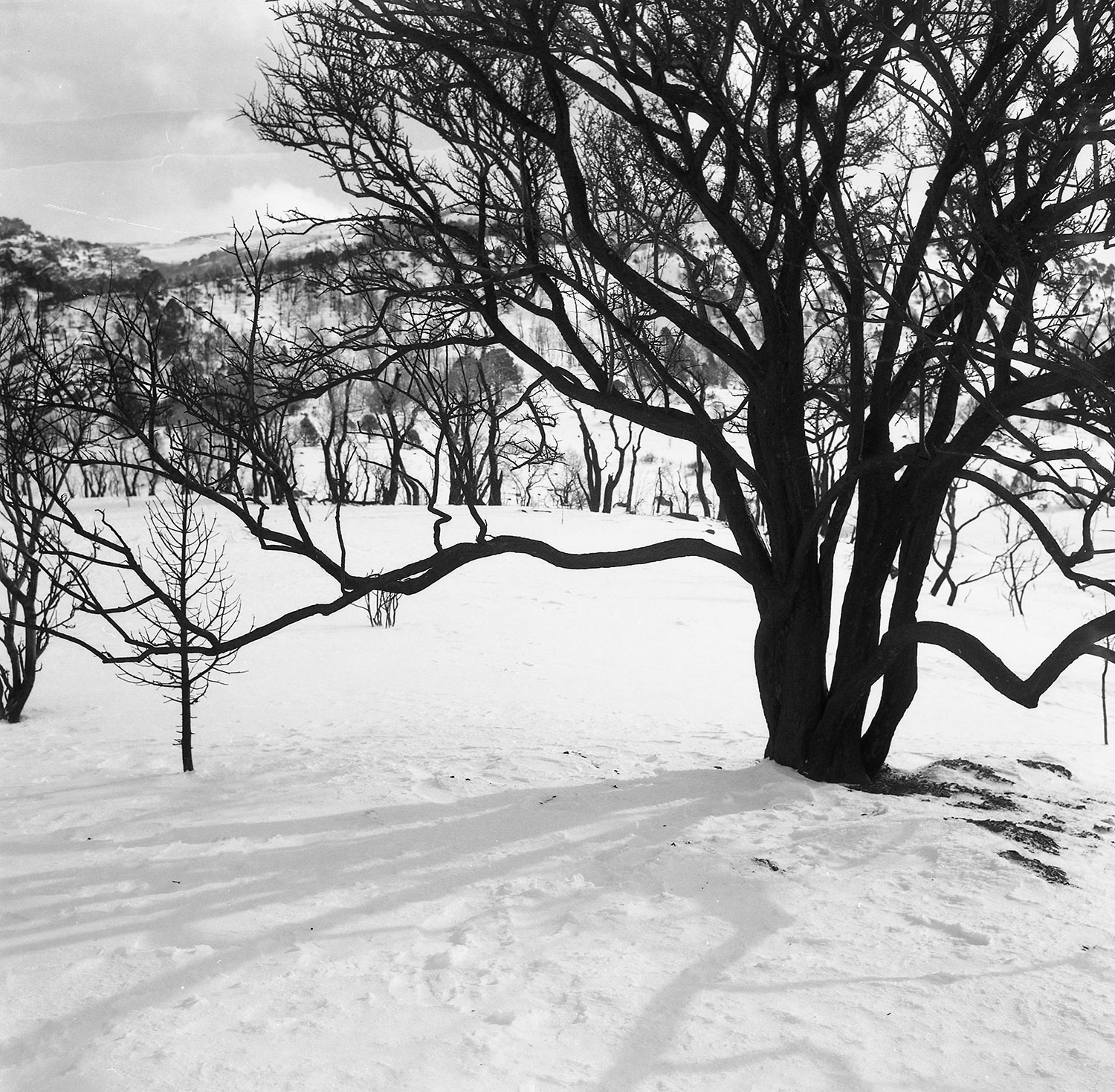 Tree-in-Snow-WEB.jpg