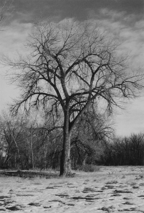 Tree in snow